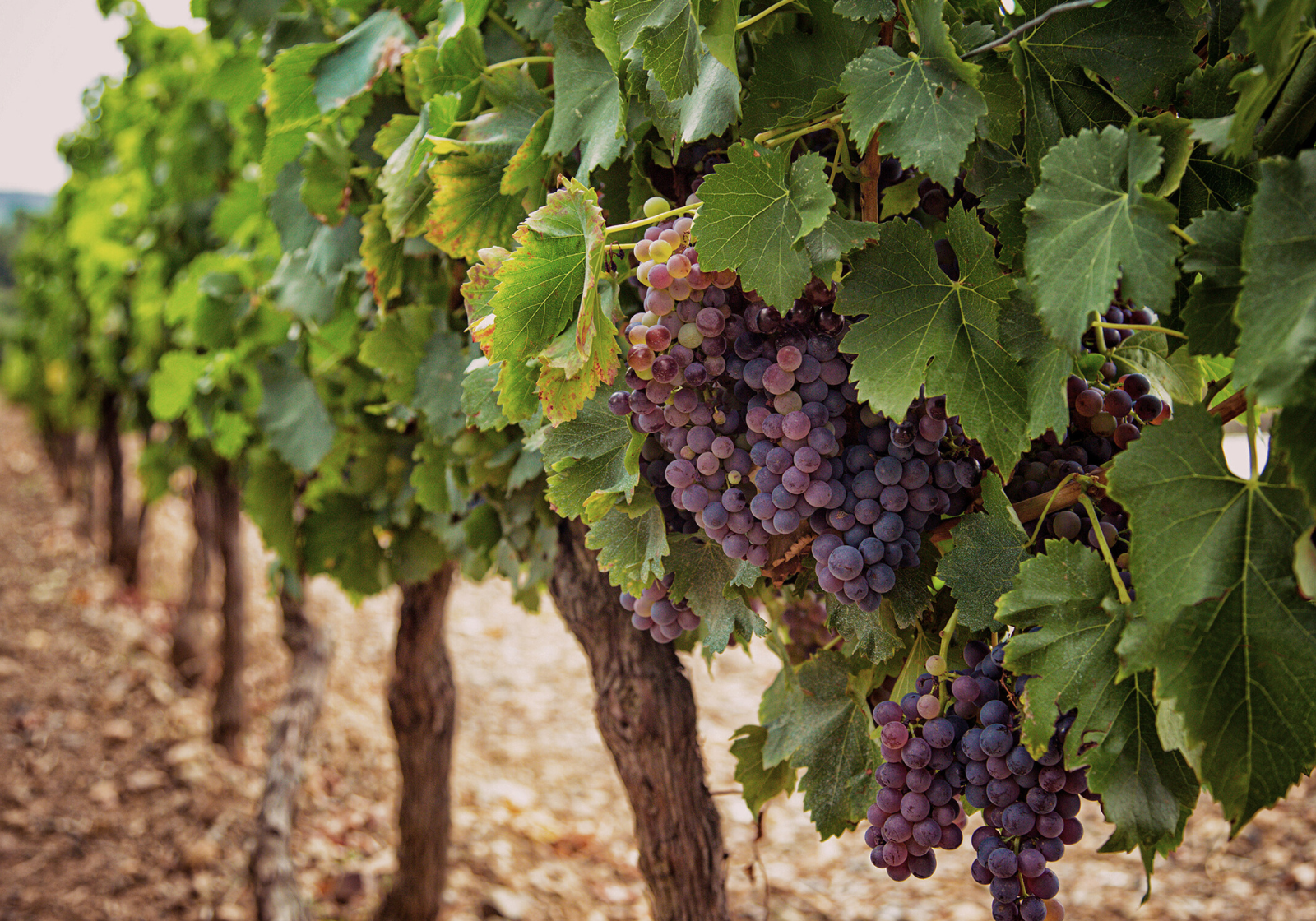 Catalogue Eonologie 2026